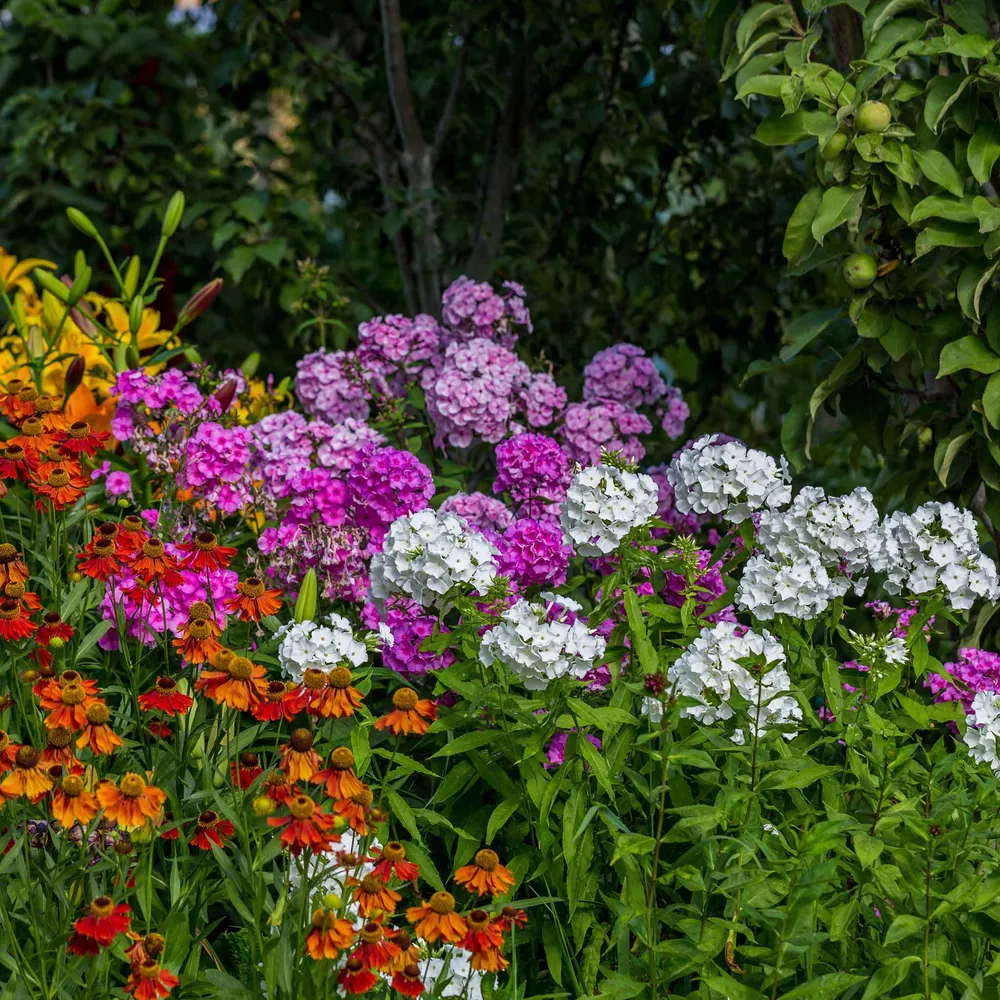 VEGSOW Perennial Phlox Seeds - Garden Phlox Mix