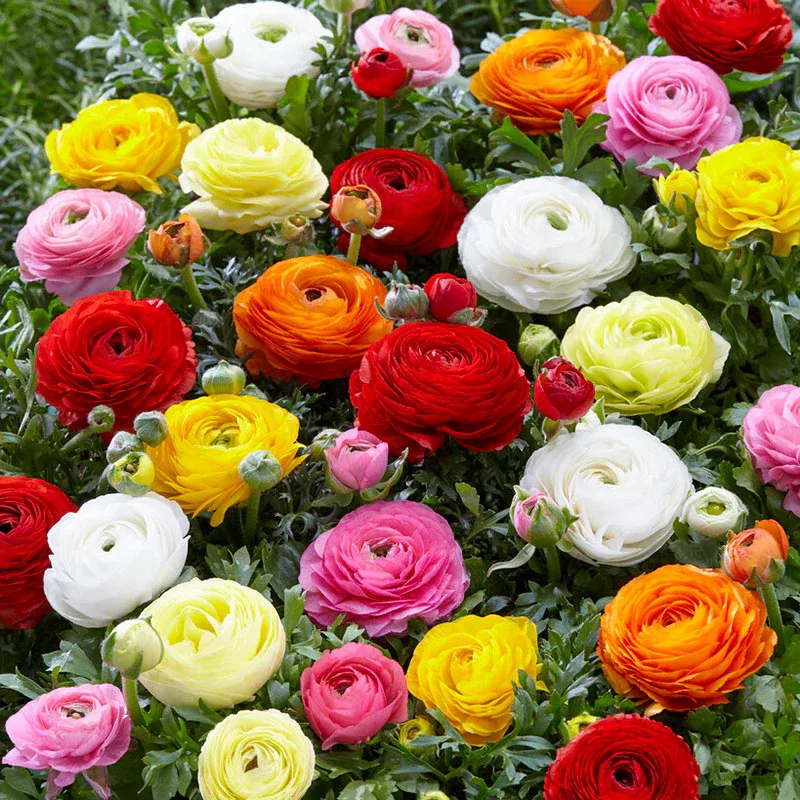 VEGSOW Ranunculus Bulbs Mix - Vibrant Persian Buttercup Corms for Garden Landscapes