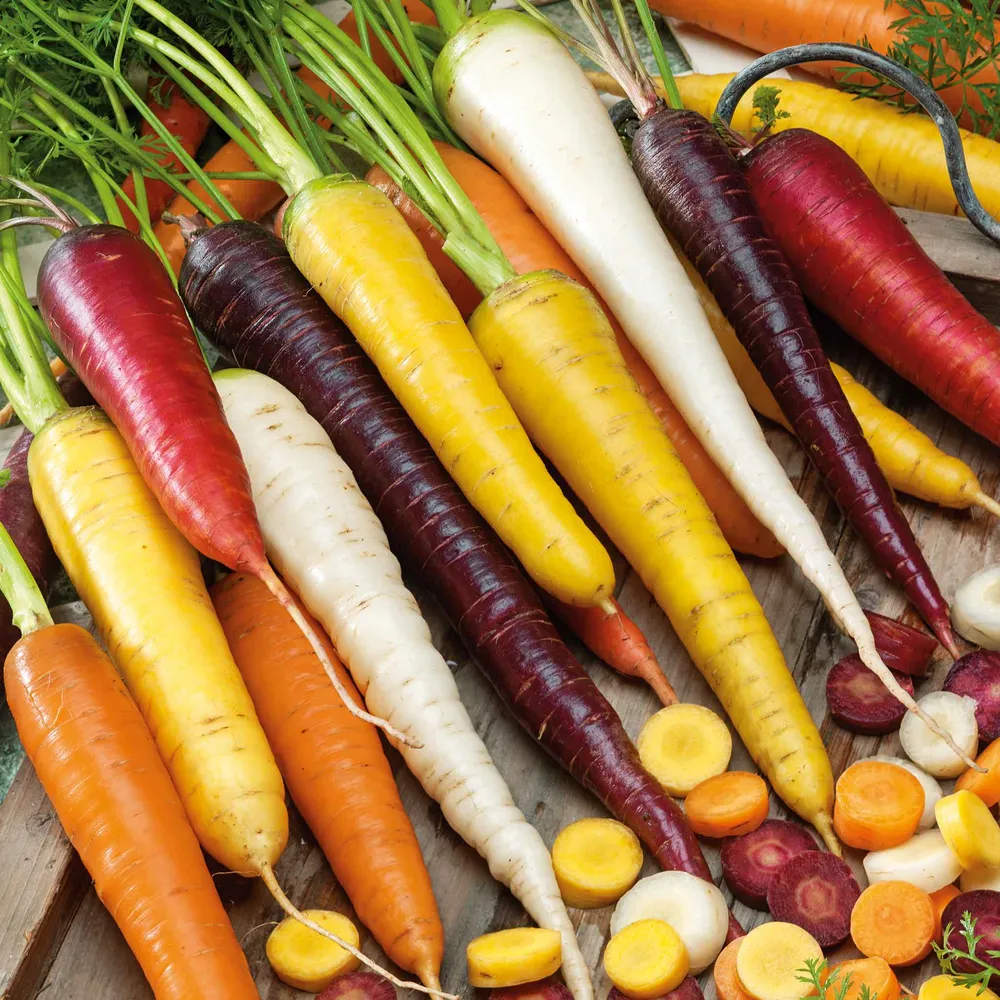 VEGSOW Organic Rainbow Carrot Seeds - Heirloom Multi-Color Blend