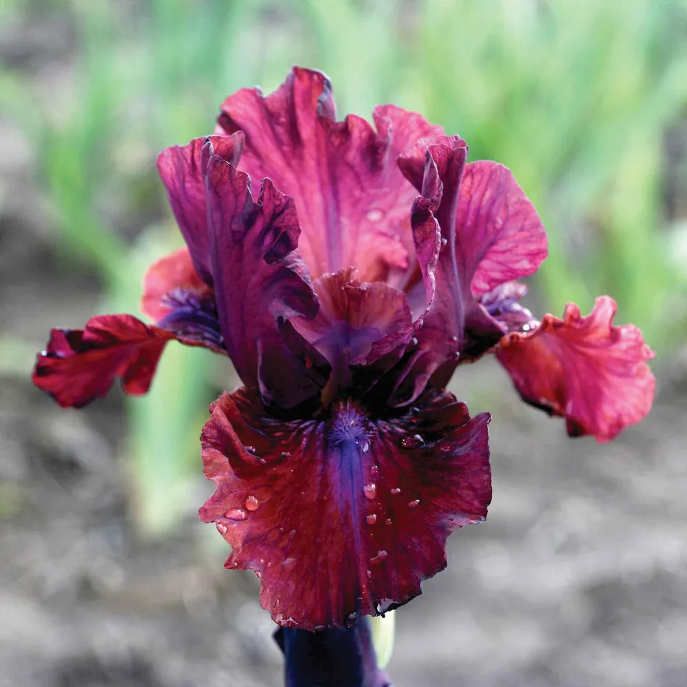 VEGSOW Bearded Iris Bulbs - Bounce