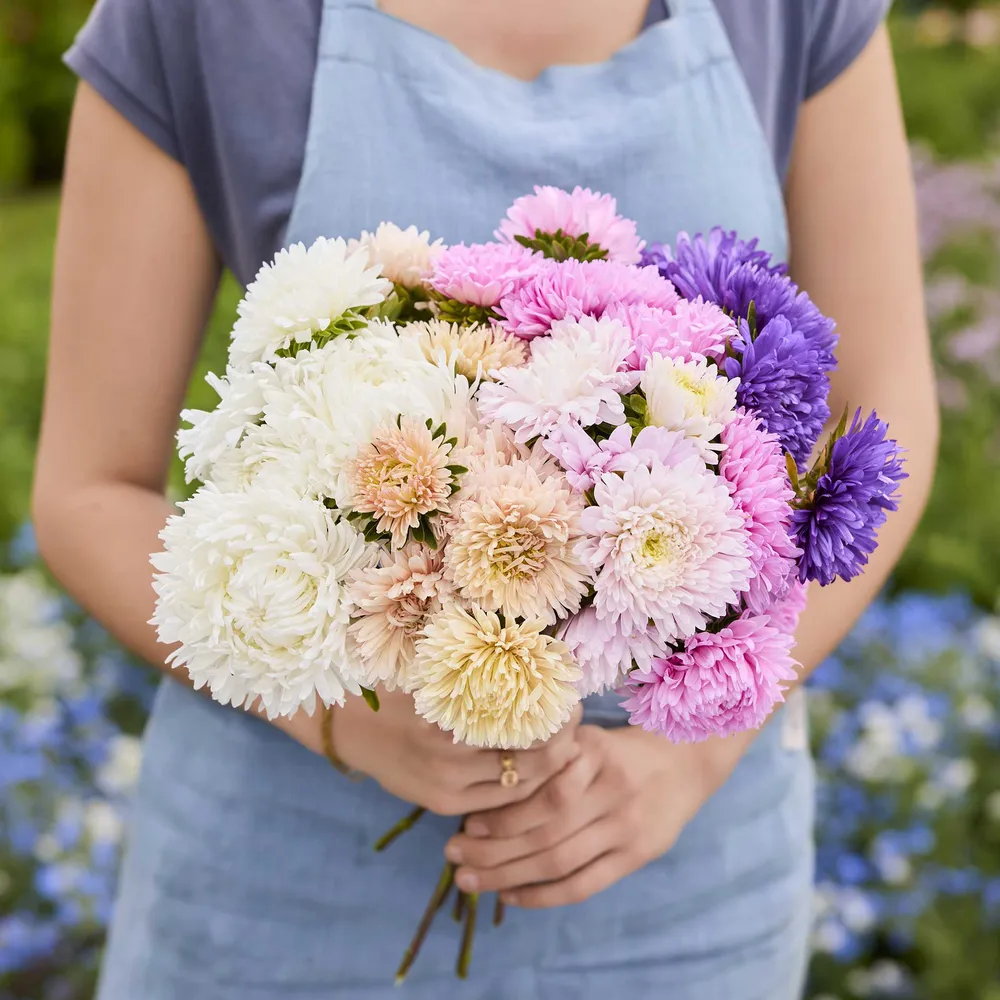 VEGSOW China Aster Seeds - King Size Mix