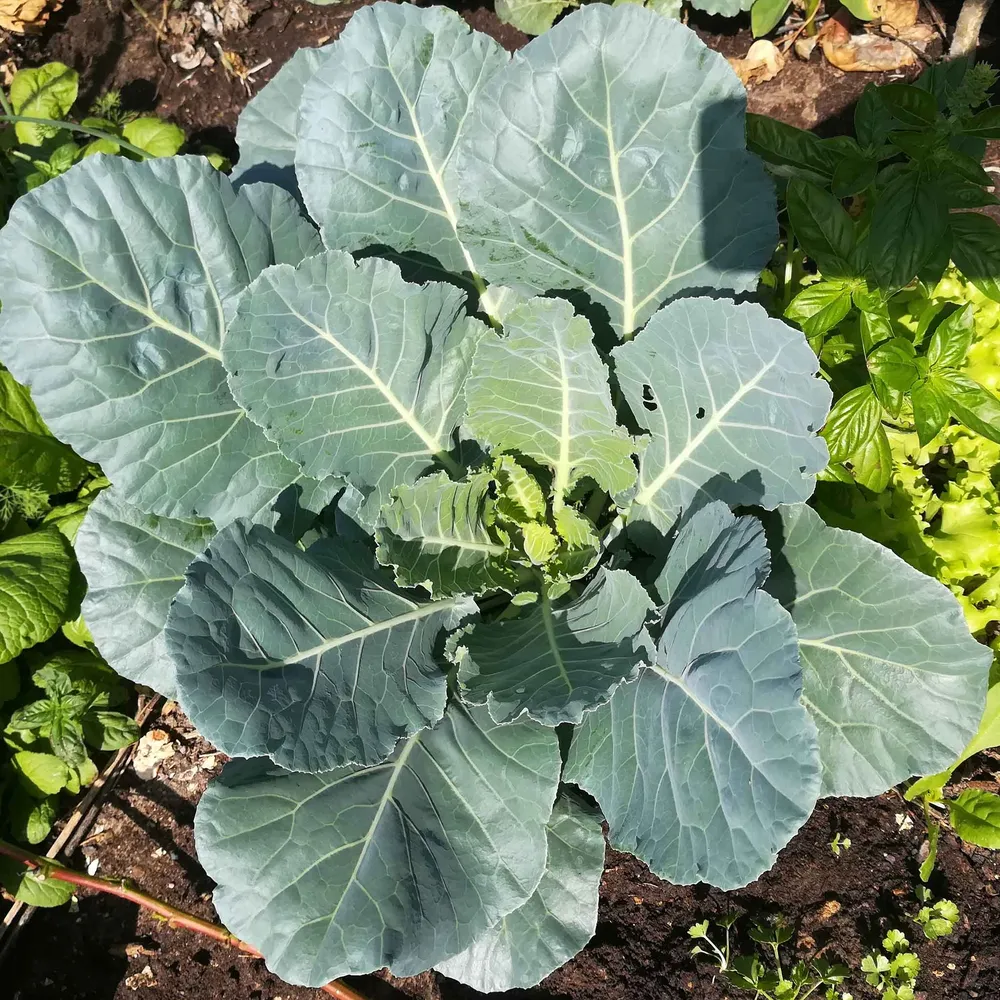 VEGSOW Champion Collard Seeds - Heirloom Vegetable Planting Seeds