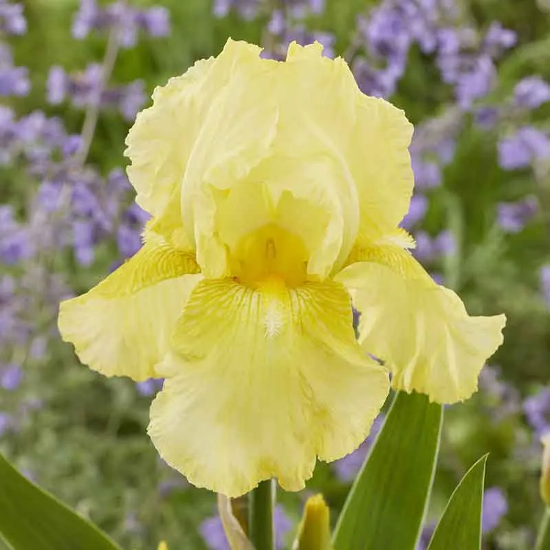 VEGSOW Harvest of Memories Bearded Iris Bulbs - Perennial Garden Rhizomes