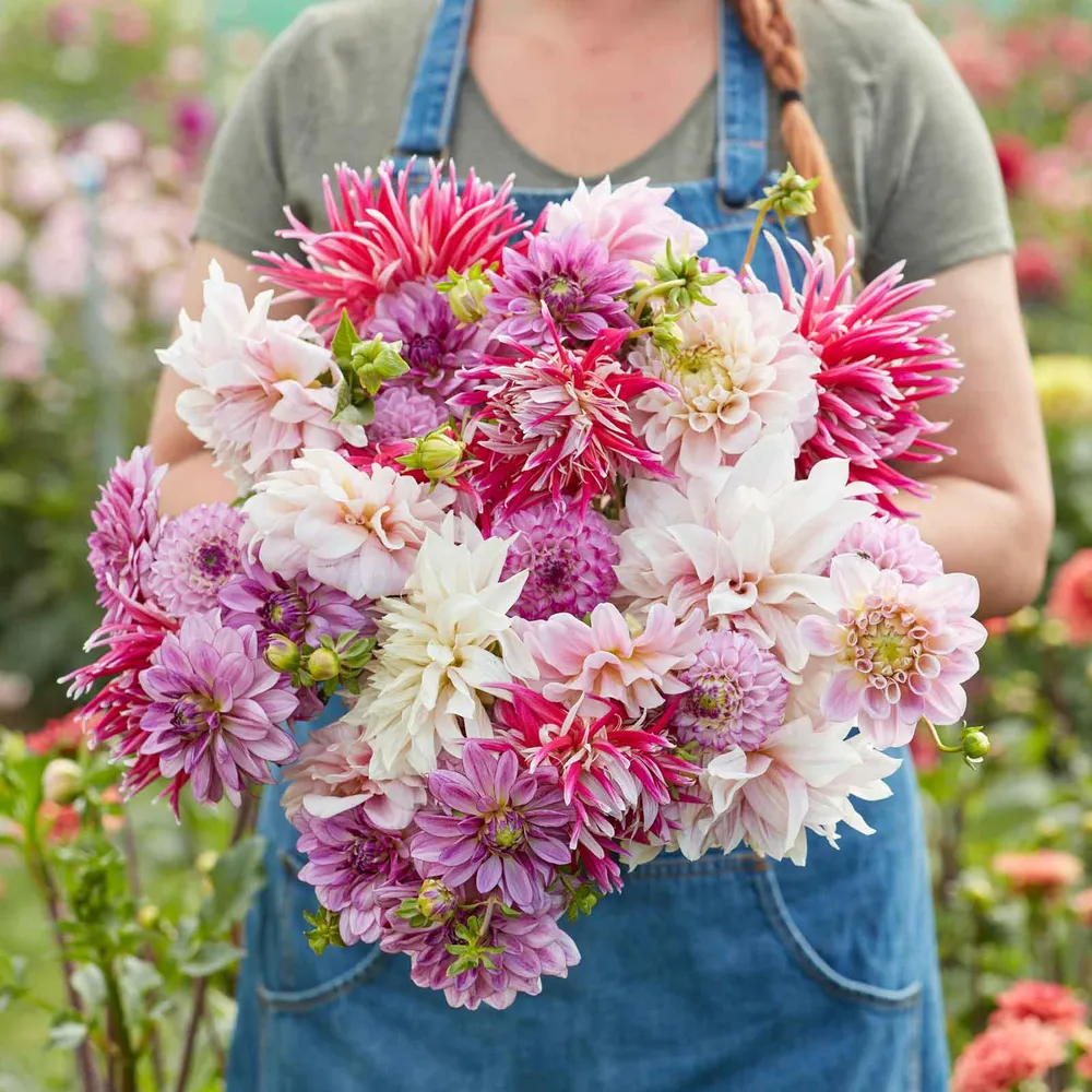 VEGSOW Dahlia Tubers - Vintage Violet Mix