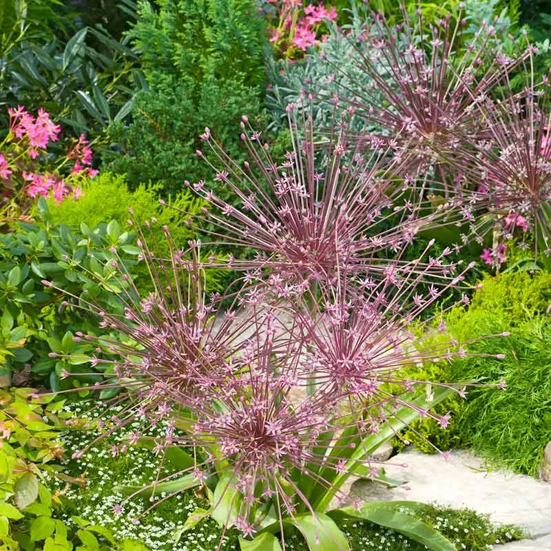 VEGSOW Allium Bulbs (Tall) - Schubertii