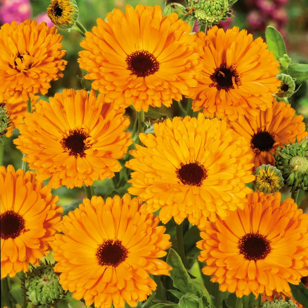 VEGSOW Calendula Seeds - Indian Prince Heirloom Flower Seeds