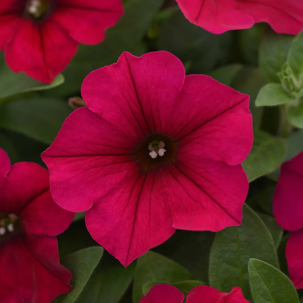 VEGSOW Wave Carmine Velour Petunia Seeds - Vibrant Annual Flower Seeds