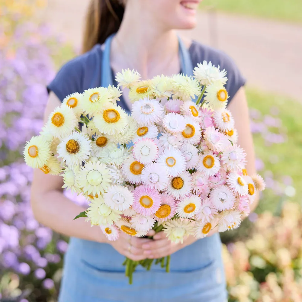 VEGSOW Strawflower Bundle - Frosted Silver