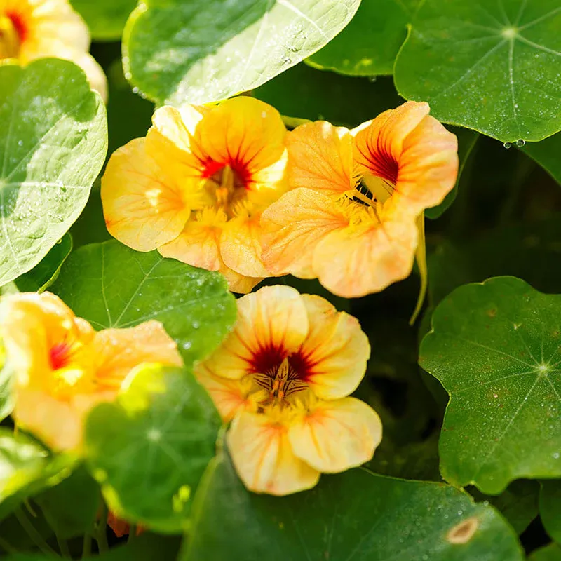 VEGSOW Nasturtium Seeds (Dwarf) - Apricot