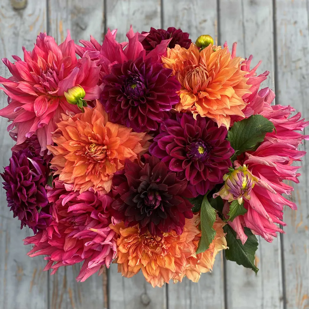 VEGSOW Dinnerplate Dahlia Tubers - Passion Mix