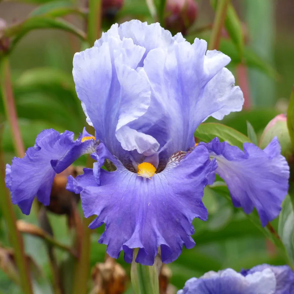 VEGSOW Bearded Iris Bulbs - Cubs Win It