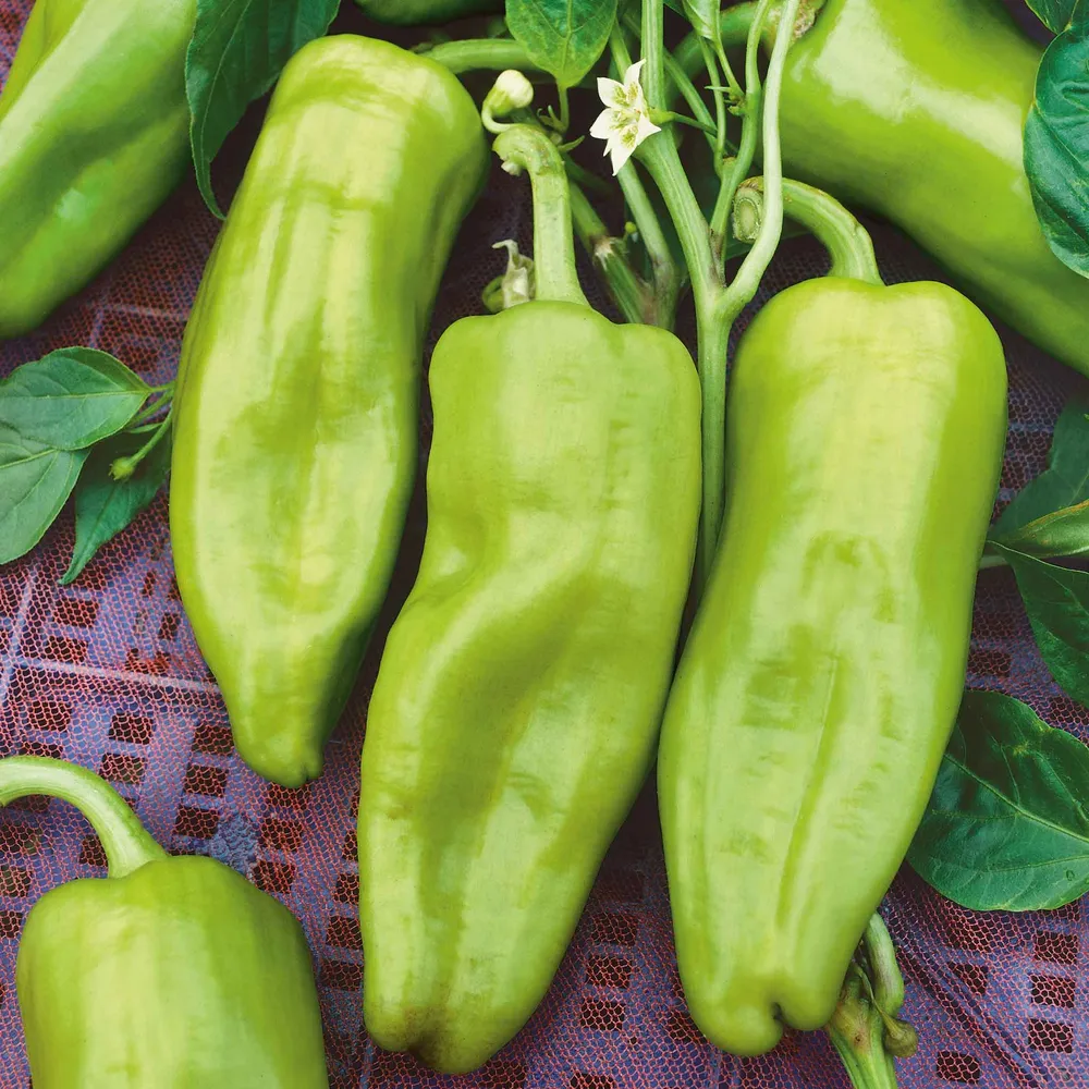 VEGSOW Cubanelle Sweet Pepper Seeds - Heirloom Vegetable Gardening Seeds