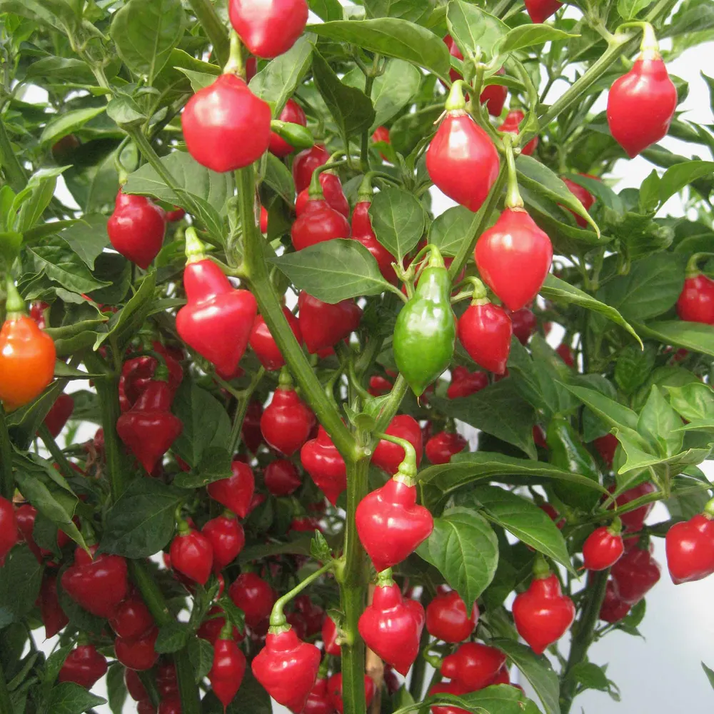 VEGSOW Hot Pepper Seeds - Spinning Tops Heirloom Variety