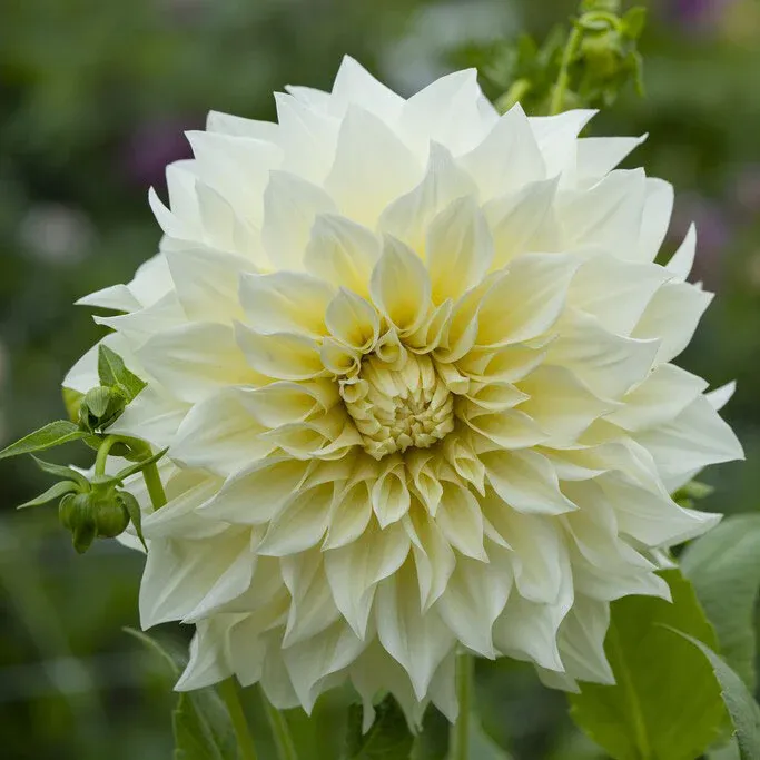 VEGSOW Café Au Lait Supreme Dinnerplate Dahlia Tubers