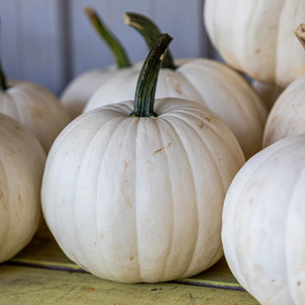 VEGSOW Casper Pumpkin Seeds - Heirloom White Pumpkin Variety