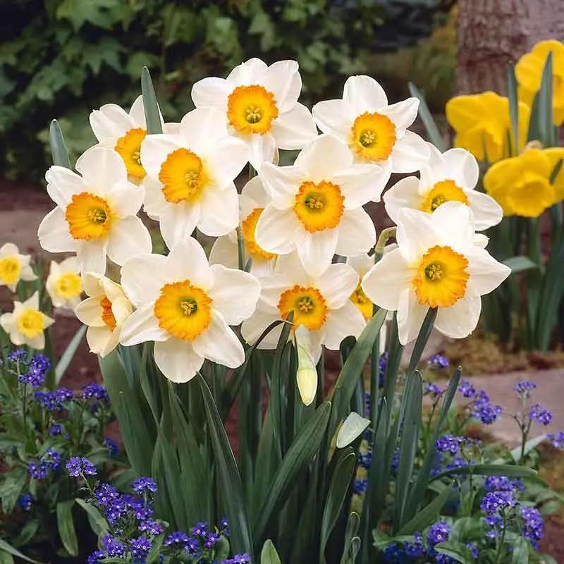 VEGSOW Flower Record Daffodil Bulbs - Large Cupped Spring Flowering Bulbs