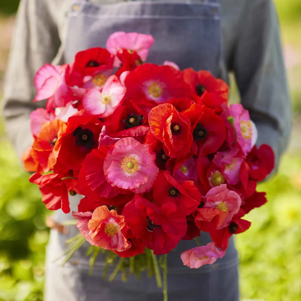 VEGSOW Shirley Poppy Seeds - Mixed Red & Pink