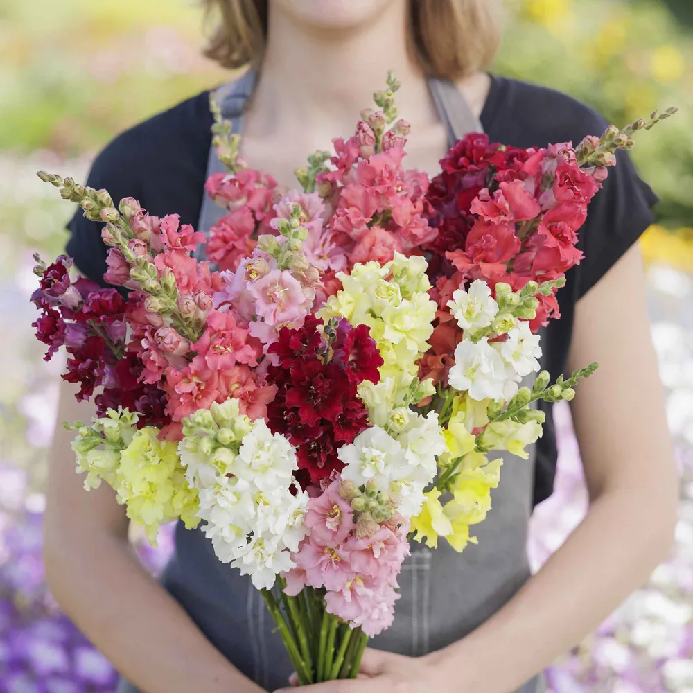 VEGSOW Snapdragon Seeds - Madame Butterfly Mix - Double Bloom Antirrhinum