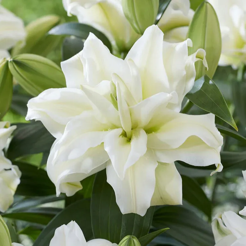 VEGSOW Roselily Bulbs - Zeta