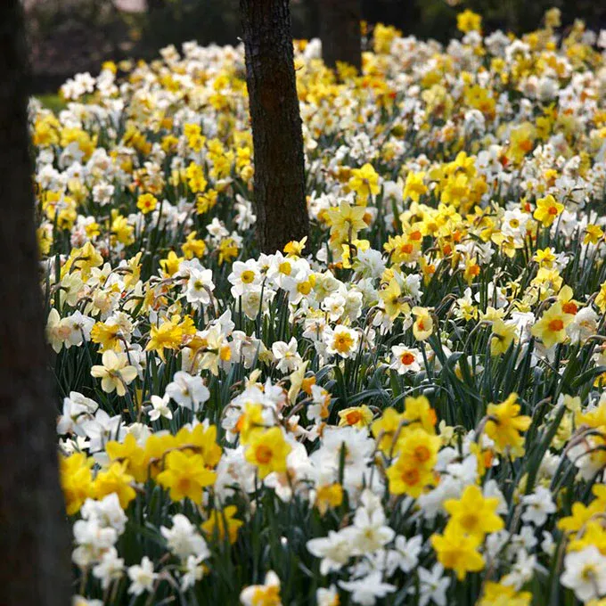 VEGSOW Daffodil Bulbs - Naturalizing Mix for Spring Landscapes