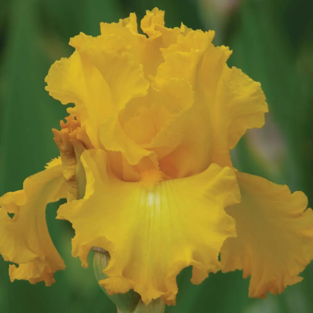 VEGSOW Bearded Iris Bulbs - Big as the Moon