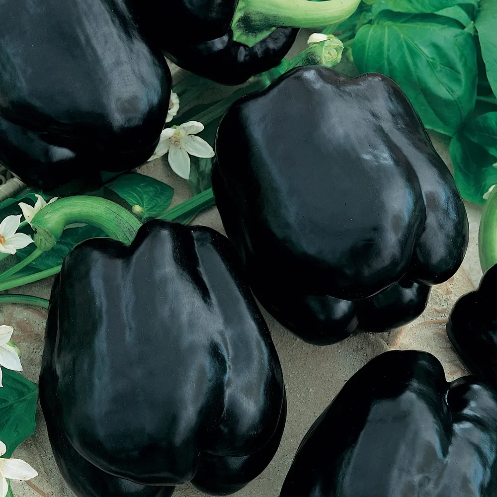 VEGSOW Merlot F1 Sweet Pepper Seeds - Hybrid Vegetable Garden Seeds