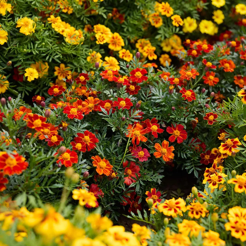 VEGSOW French Marigold Seeds - Pygmy Red Dwarf Variety