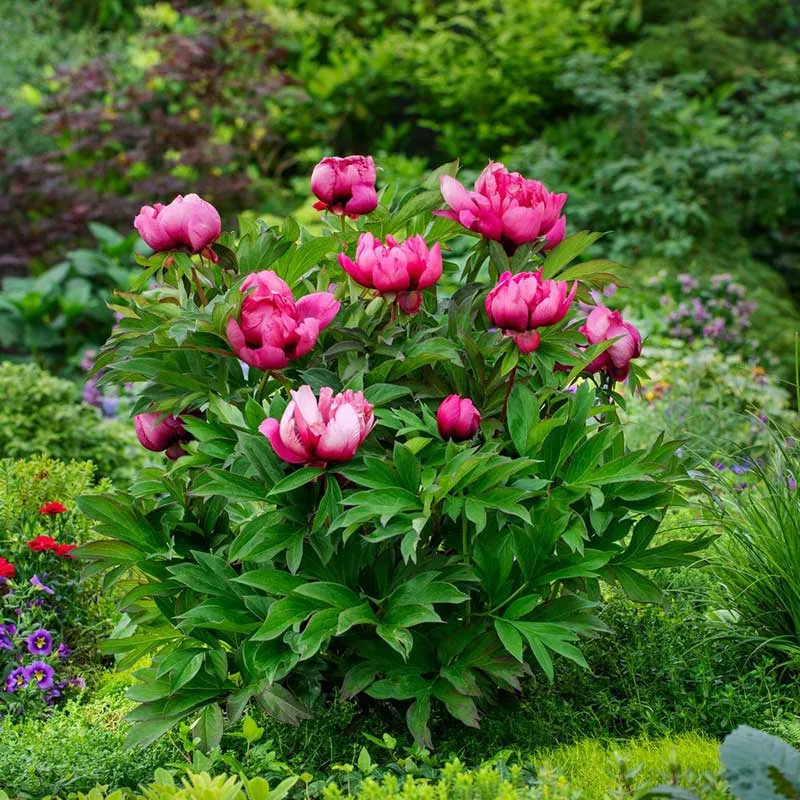 VEGSOW Itoh Peony Roots - Pink Ardour