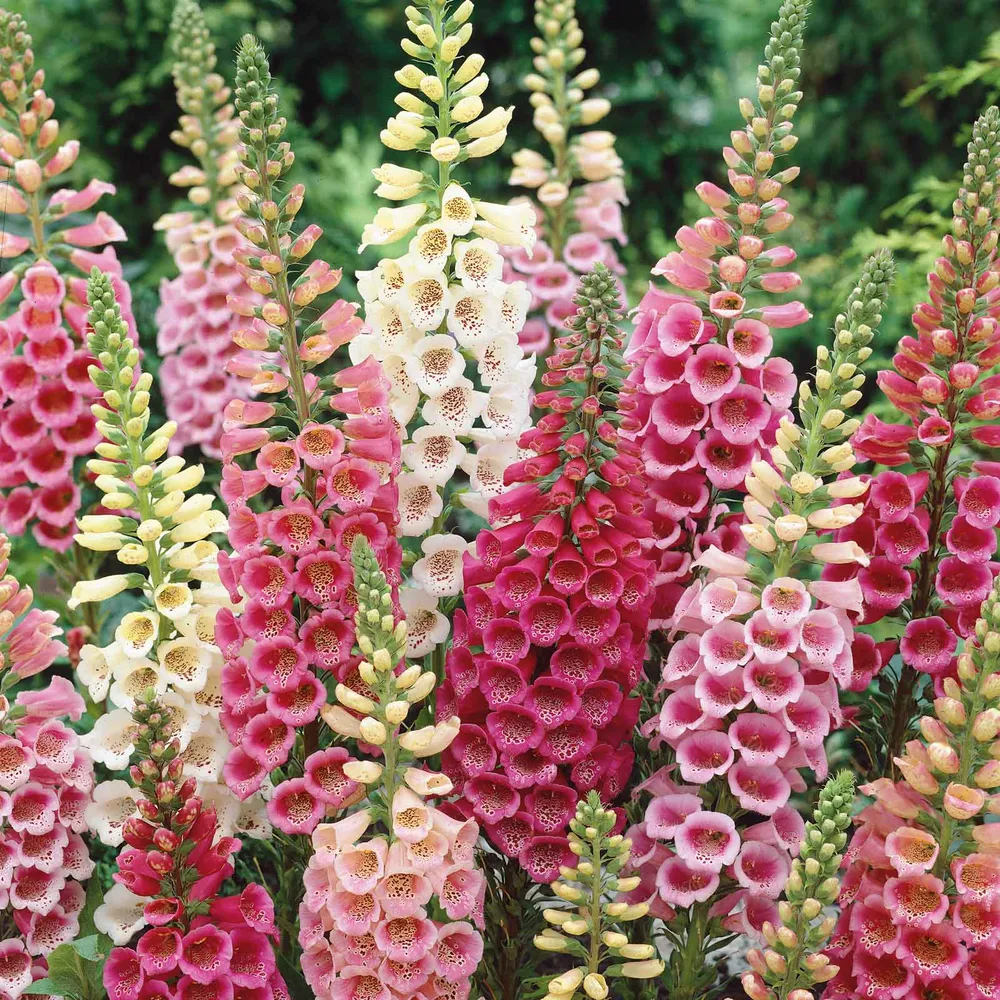 VEGSOW Foxglove Seeds - Excelsior Mix