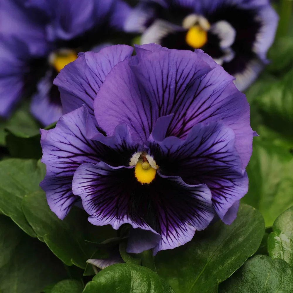 VEGSOW Frizzle Sizzle Blue Pansy Seeds - Unique Ruffled Petal Flower Seeds
