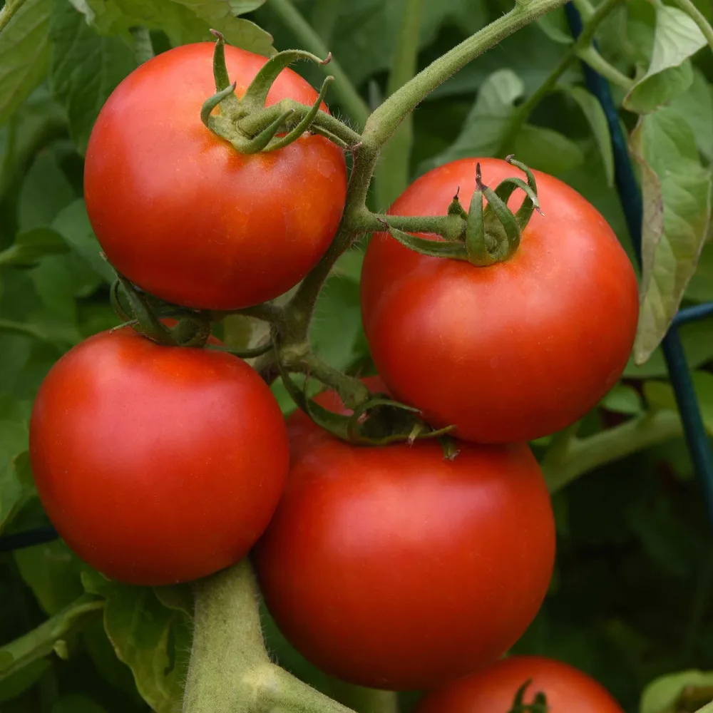 VEGSOW Early Girl Bush Tomato Seeds - Determinate Variety for Home Gardens