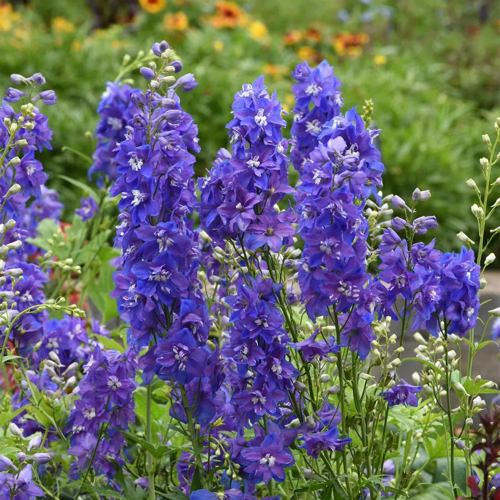 VEGSOW Delphinium Seeds - Dasante Blue