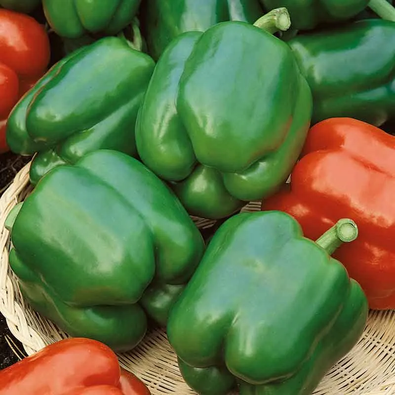 VEGSOW Yolo Wonder Sweet Pepper Seeds - Heirloom Bell Pepper Variety