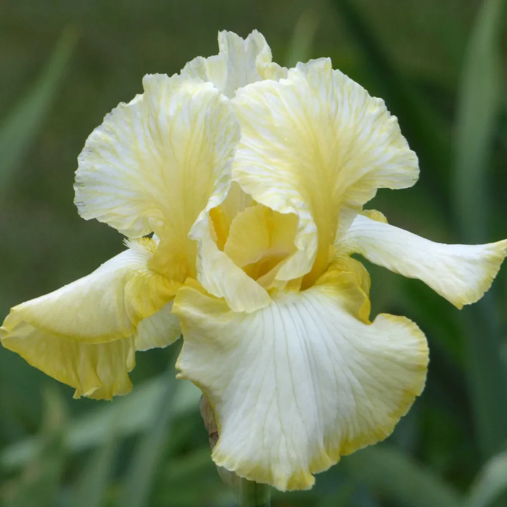 VEGSOW Re-Blooming Bearded Iris Bulbs - Total Recall