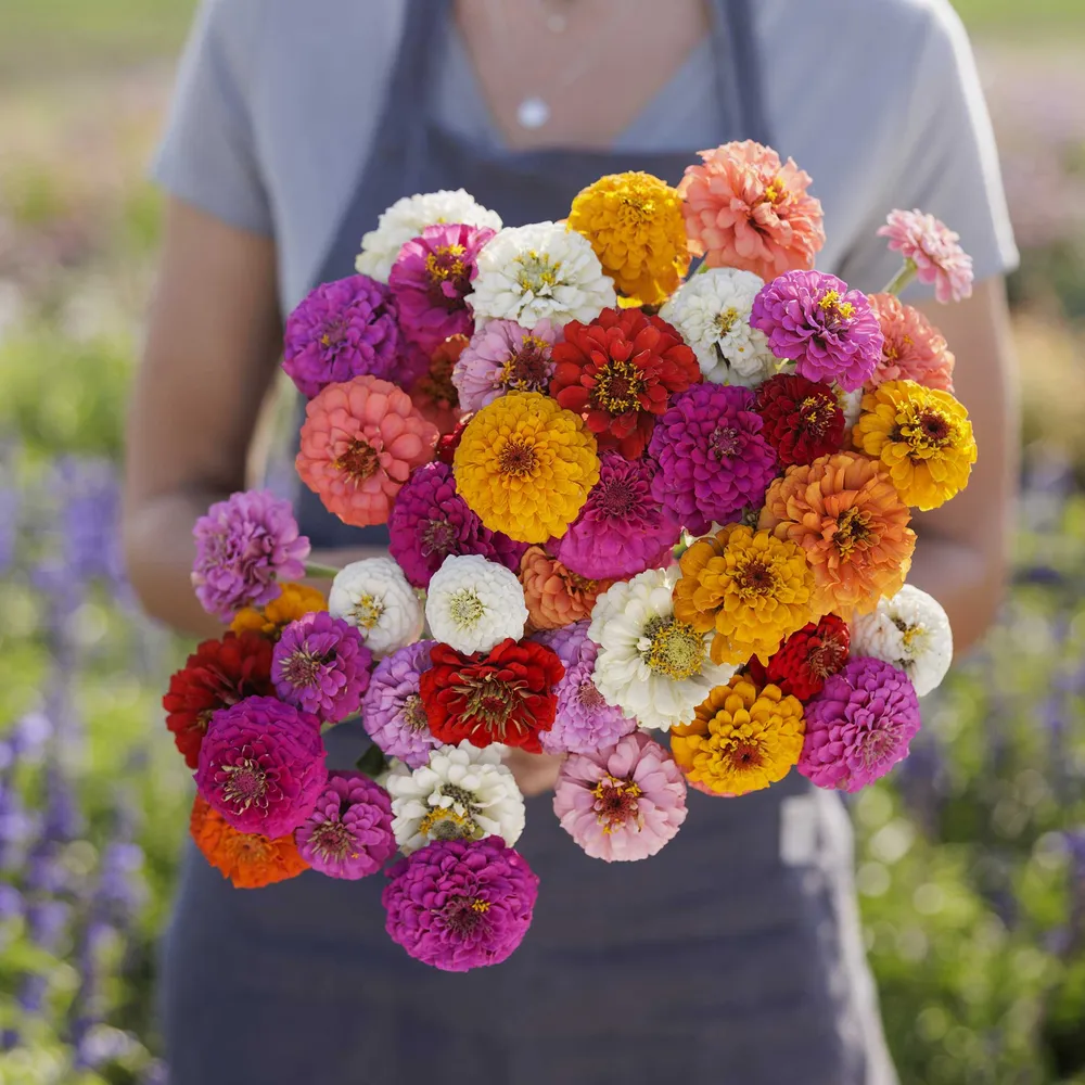 VEGSOW Zinnia Seeds - Sprite Mix | Annual Flower Seeds for Vibrant Landscapes