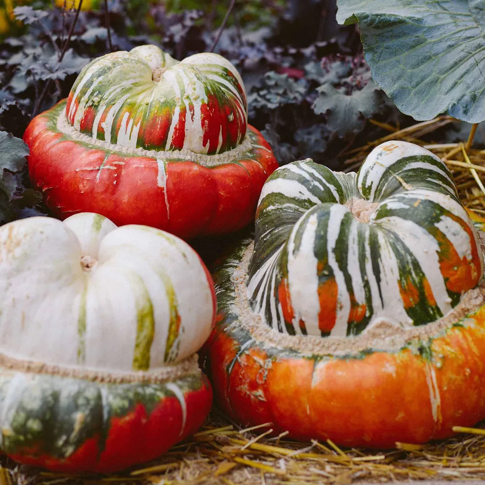 VEGSOW Turks Turban Winter Squash Seeds - Heirloom Vegetable Seeds