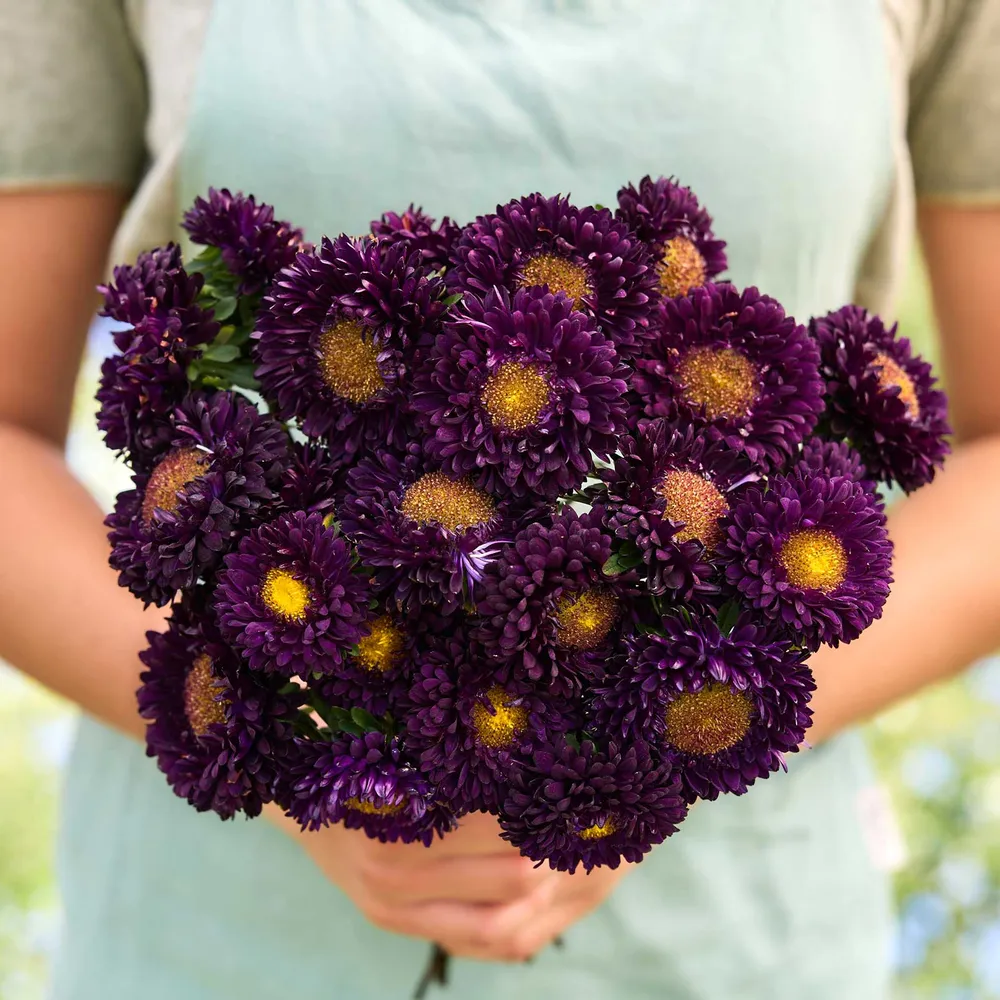 VEGSOW Matsumoto Blue China Aster Seeds - Ornamental Annual Flower Seeds