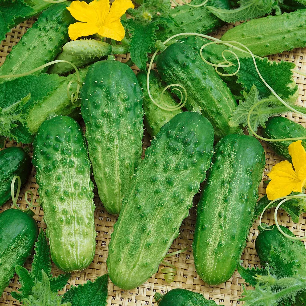 VEGSOW Cucumber Seeds - Pick A Bushel F1 Hybrid Vegetable Seeds