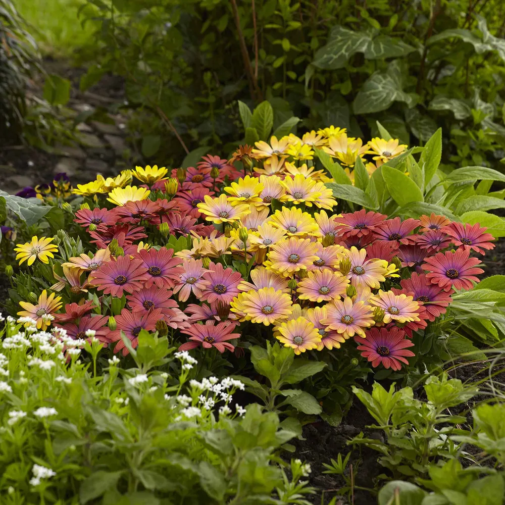 VEGSOW Cape Daisy Seeds - Akila Hawaii Sunset Mix