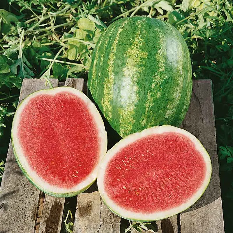 VEGSOW Triple Crown F1 Watermelon Seeds - Hybrid Variety