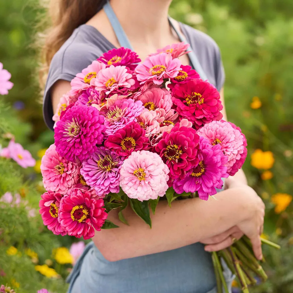 VEGSOW Zinnia Seeds - Art Deco Mix