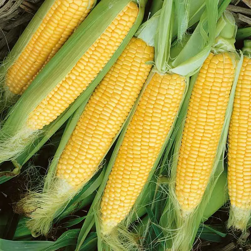 VEGSOW Golden Beauty Corn Seeds - Sweet Corn Variety for Home Gardens