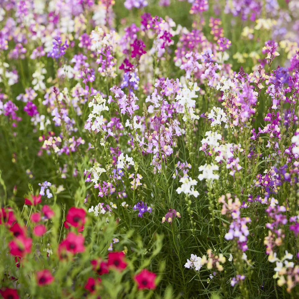 VEGSOW Toadflax / Spurred Snapdragon Seeds for Garden Planting