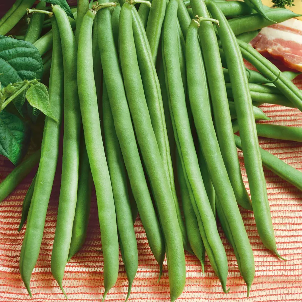 VEGSOW Provider Bush Bean Seeds - Heirloom Vegetable Seeds for Home Gardens