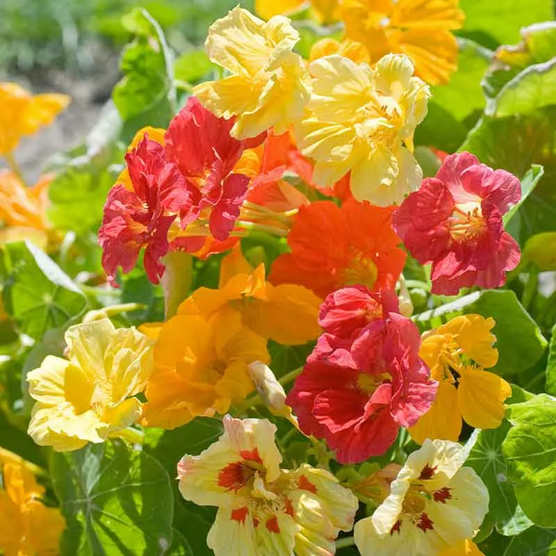 VEGSOW Nasturtium Seeds (Organic) - Jewel Mix