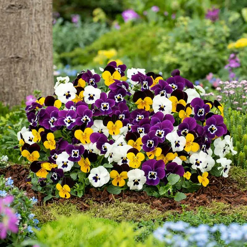VEGSOW Swiss Giants Pansy Seeds Mix - Large Flowering Variety