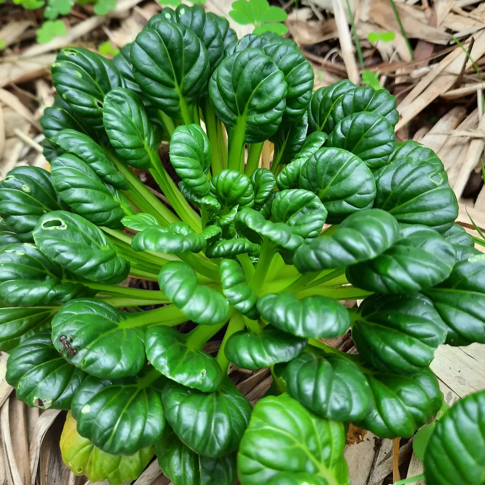 VEGSOW Tatsoi Mustard Seeds - Heirloom Leafy Green Vegetable Seeds