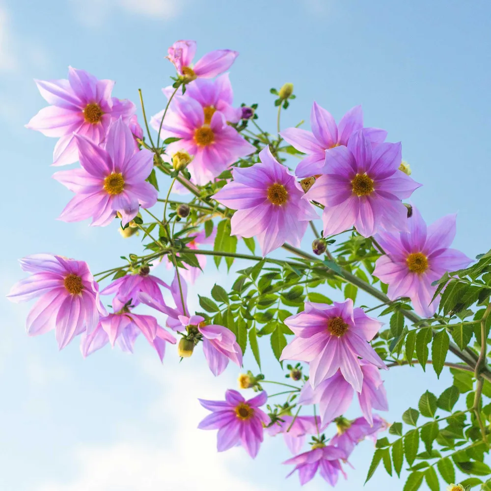 VEGSOW Dahlia Imperialis Tree Tuber - Giant Tree Dahlia Bulbs for Garden Planting