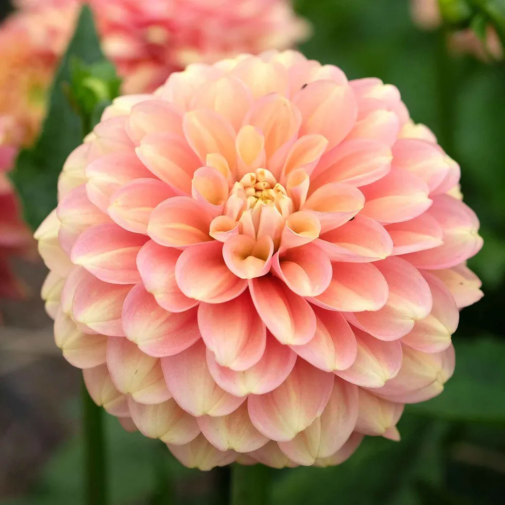 VEGSOW Dahlia Tubers (Waterlily) - Milena Fleur