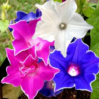 VEGSOW Morning Glory Seeds - Kikyo-Zaki Mix (Ipomoea nil)